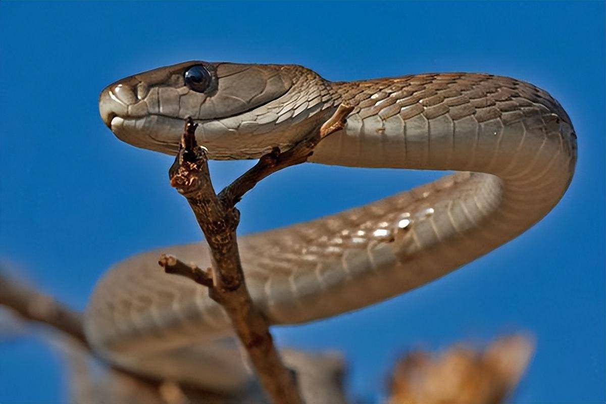 非洲黑曼巴蛇,与我国眼镜王蛇,毒蛇之战最好看