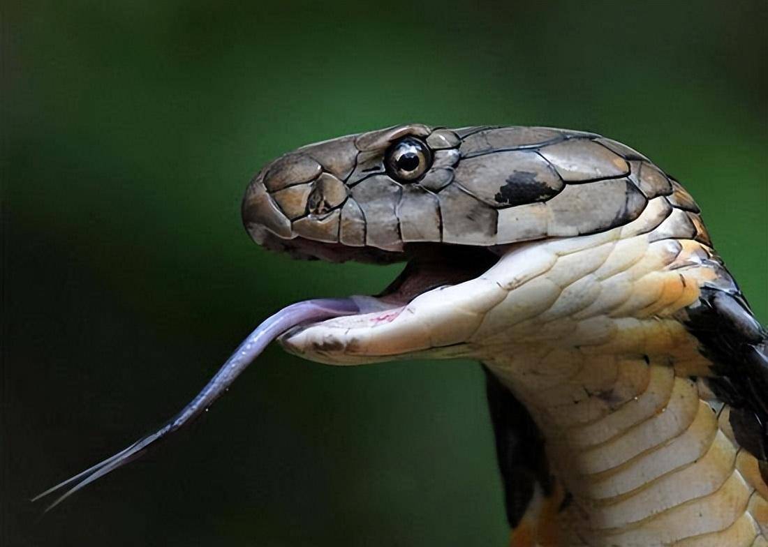 非洲黑曼巴蛇图片图片