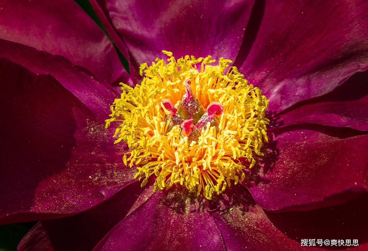 芍药为什么不开花？揭秘那些让“花仙子”羞于露面的秘密！