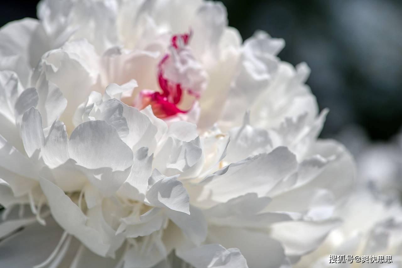 芍药为什么不开花？揭秘那些让“花仙子”羞于露面的秘密！