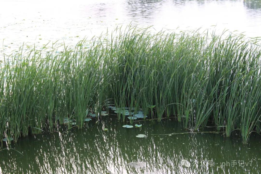 【我的似水流年】：人间五月天之2016年5月