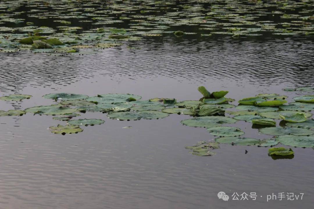 【我的似水流年】：人间五月天之2016年5月