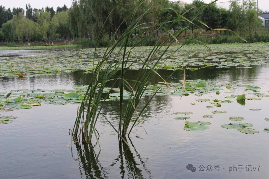 【我的似水流年】：人间五月天之2016年5月