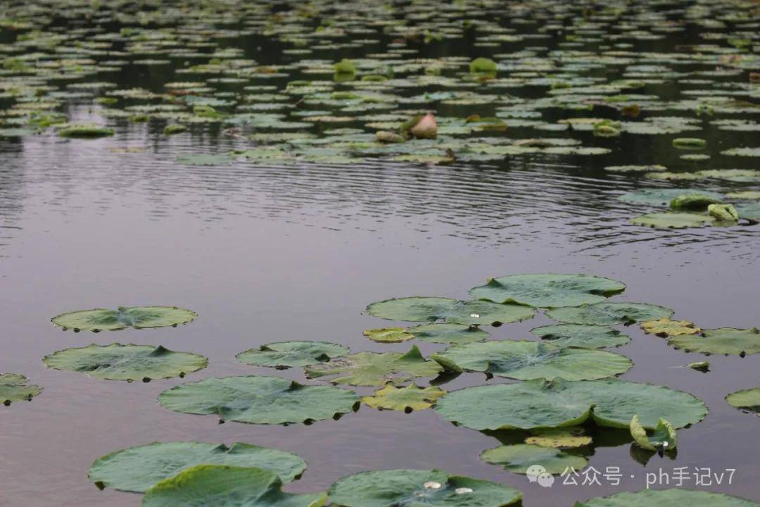 【我的似水流年】：人间五月天之2016年5月