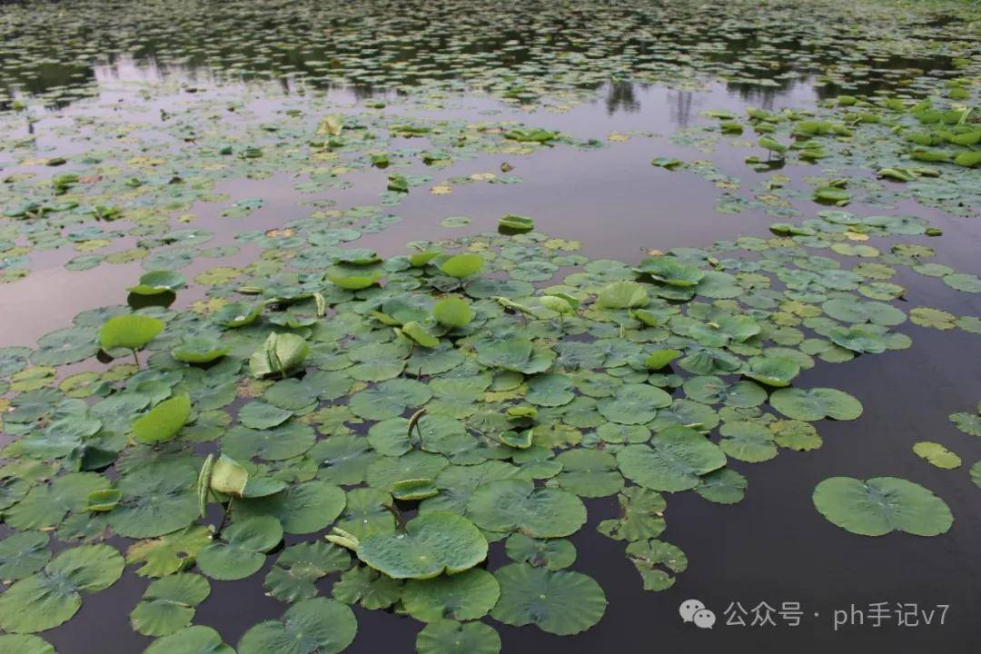 【我的似水流年】：人间五月天之2016年5月