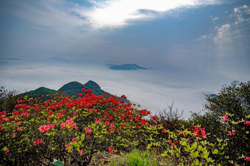 旅游 | 今天，余杭这个镇迎来了自己的花仙子