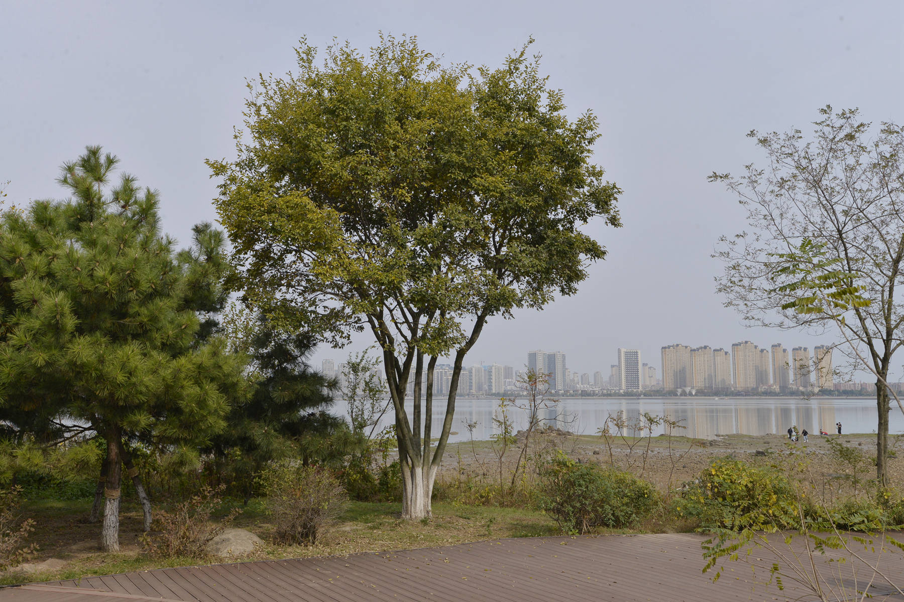 我见到的山东本土植物和园林栽培植物（384）朴树