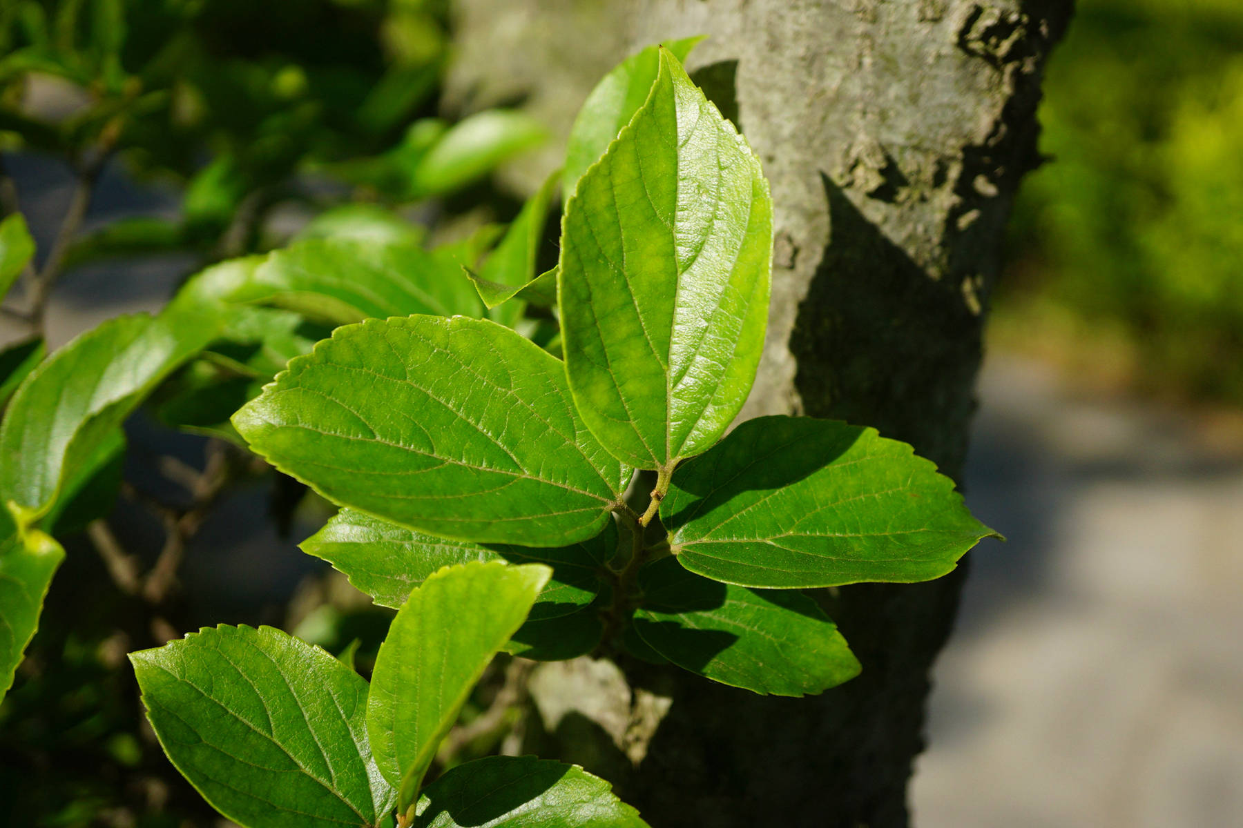 我见到的山东本土植物和园林栽培植物（384）朴树