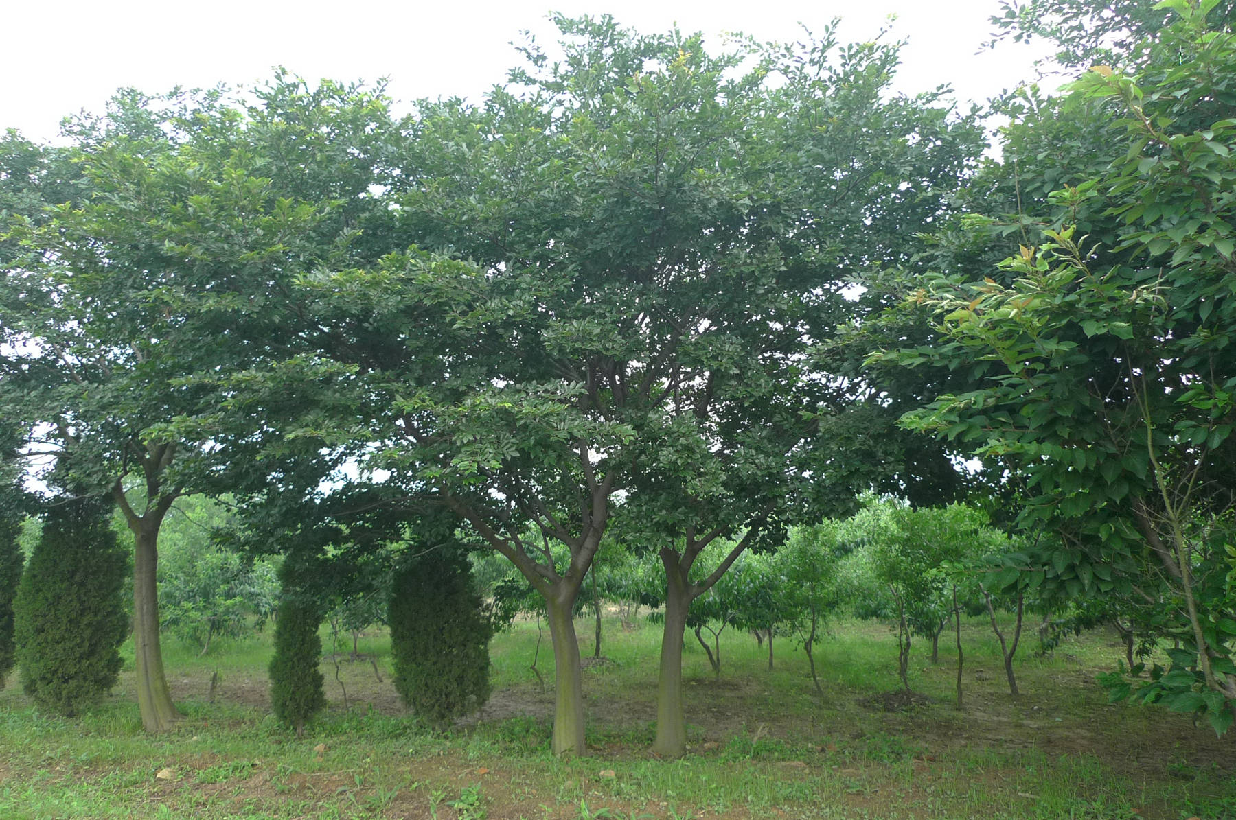 我见到的山东本土植物和园林栽培植物（384）朴树