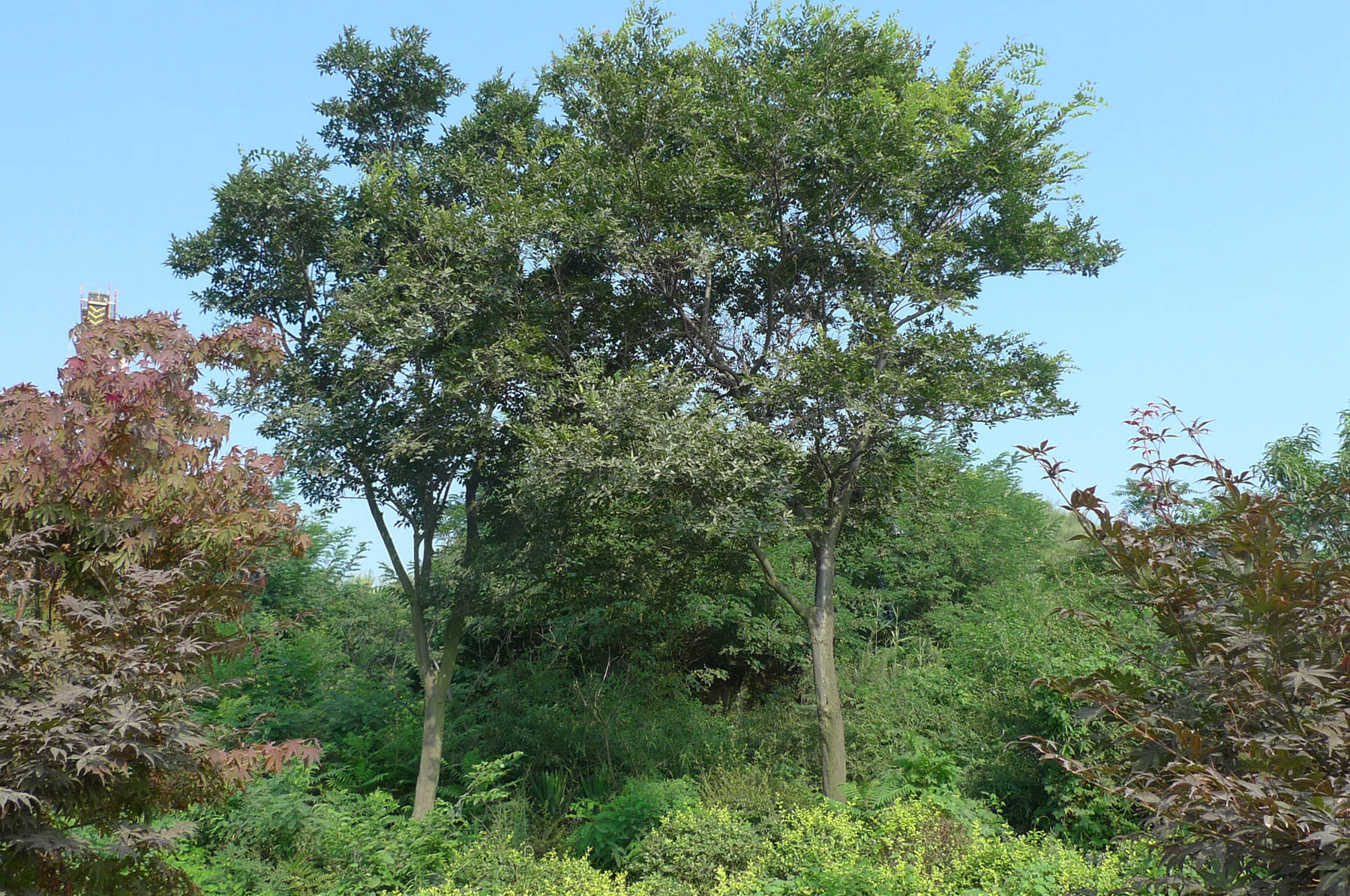 我见到的山东本土植物和园林栽培植物（384）朴树