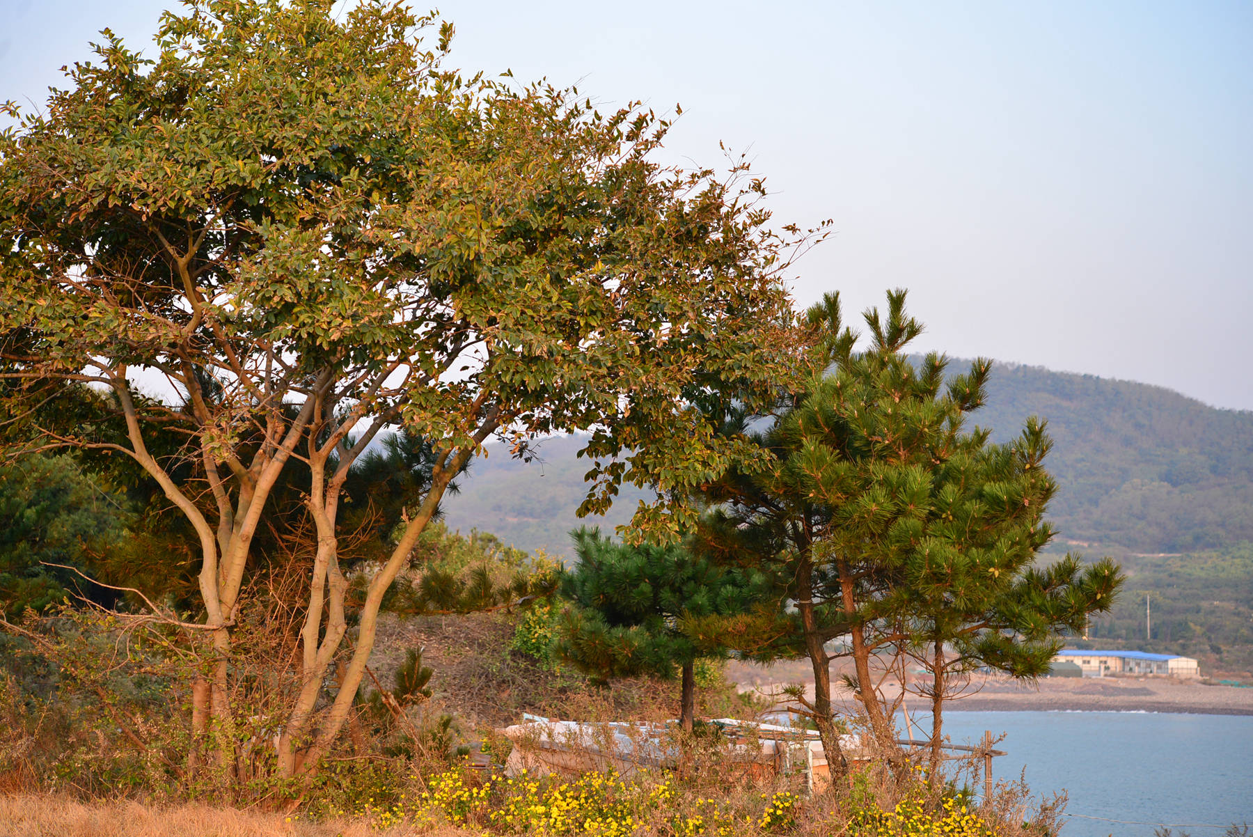 我见到的山东本土植物和园林栽培植物（384）朴树