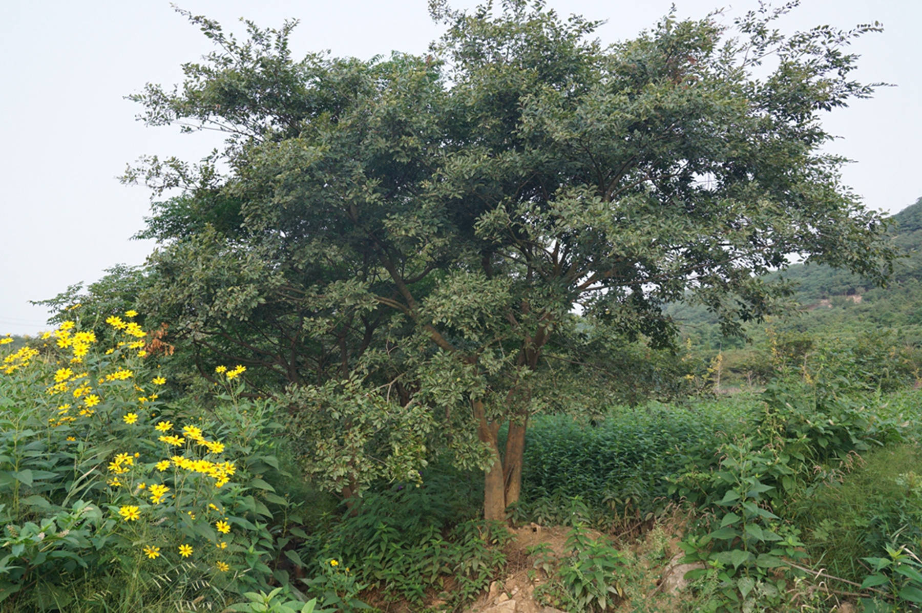 我见到的山东本土植物和园林栽培植物（384）朴树