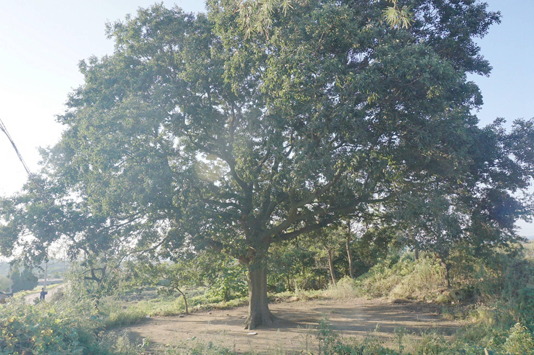 我见到的山东本土植物和园林栽培植物（384）朴树