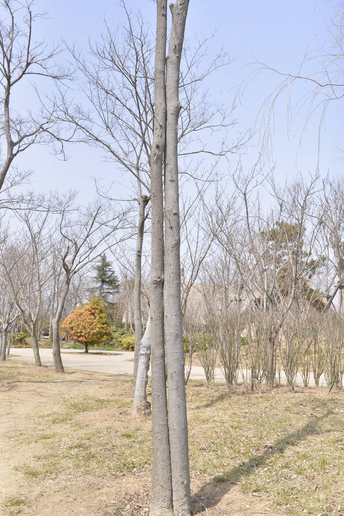 我见到的山东本土植物和园林栽培植物（384）朴树