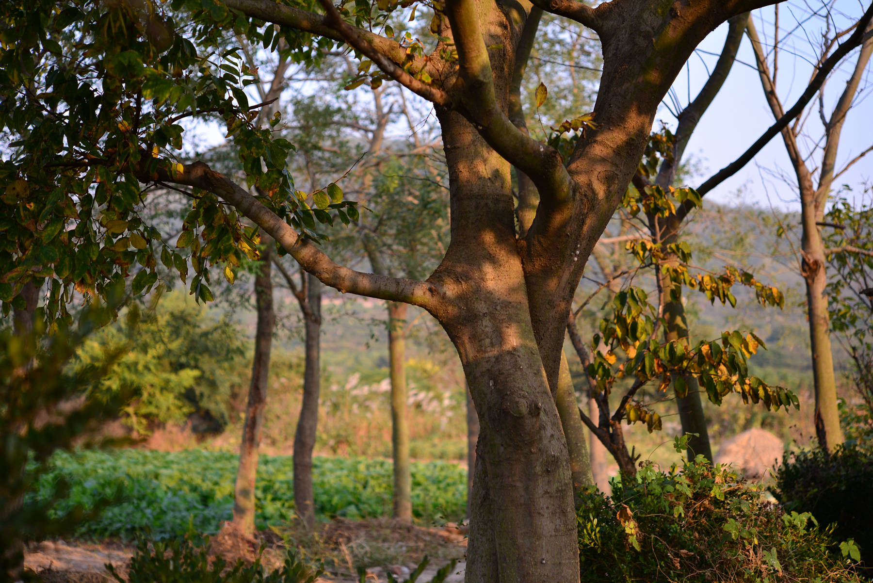 我见到的山东本土植物和园林栽培植物（384）朴树