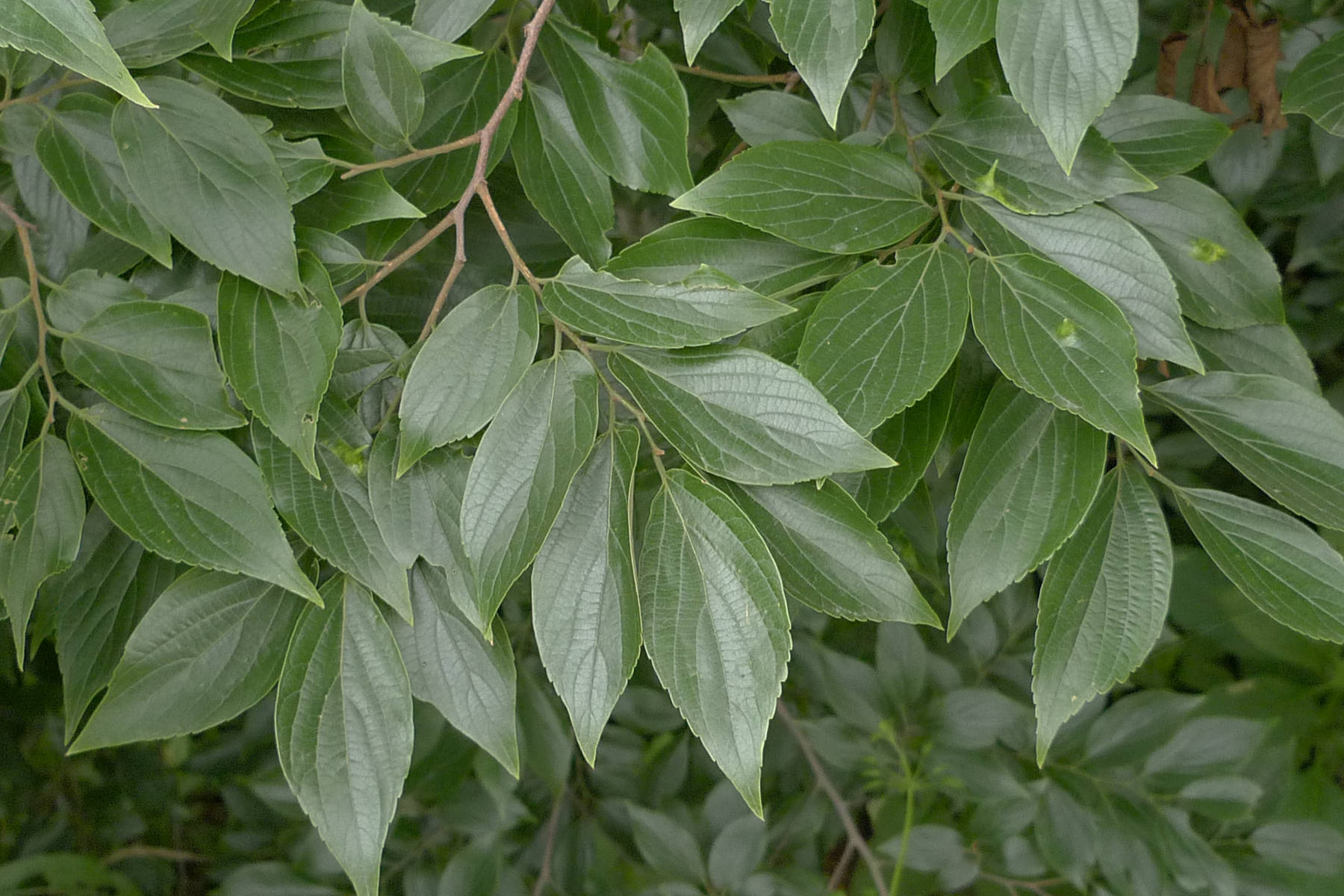 我见到的山东本土植物和园林栽培植物（384）朴树