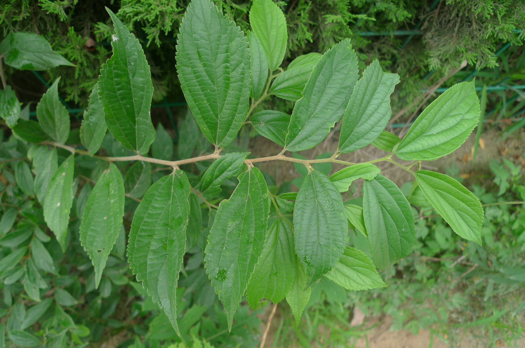 我见到的山东本土植物和园林栽培植物（384）朴树