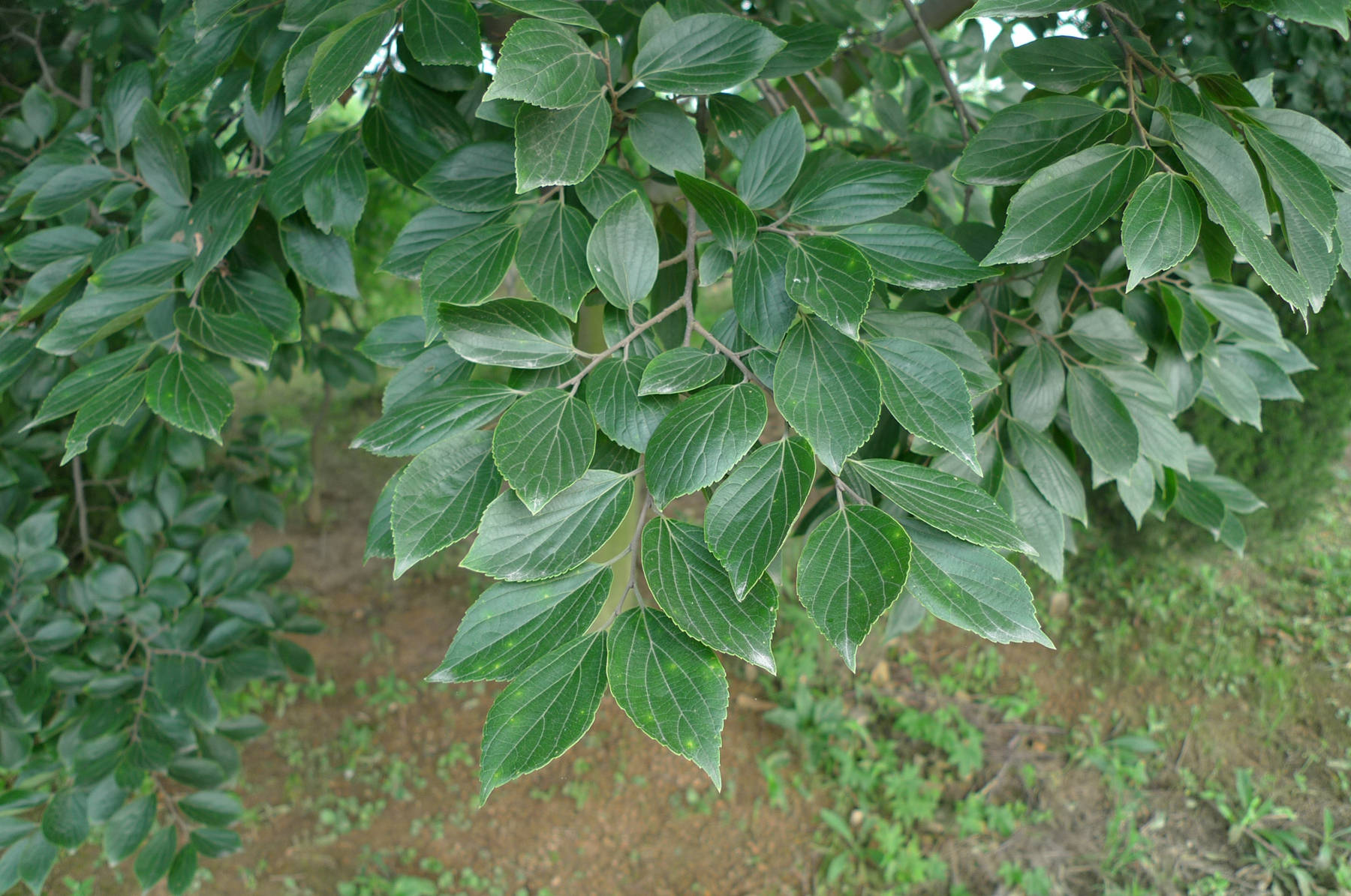 我见到的山东本土植物和园林栽培植物（384）朴树