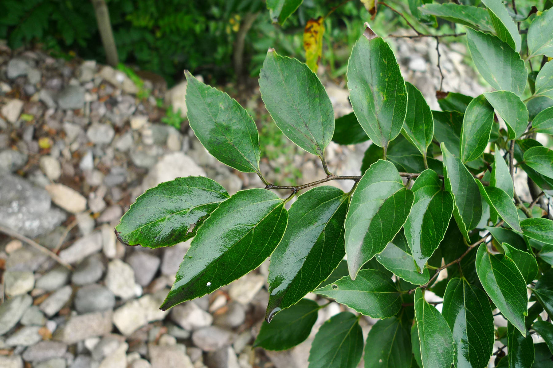 我见到的山东本土植物和园林栽培植物（384）朴树