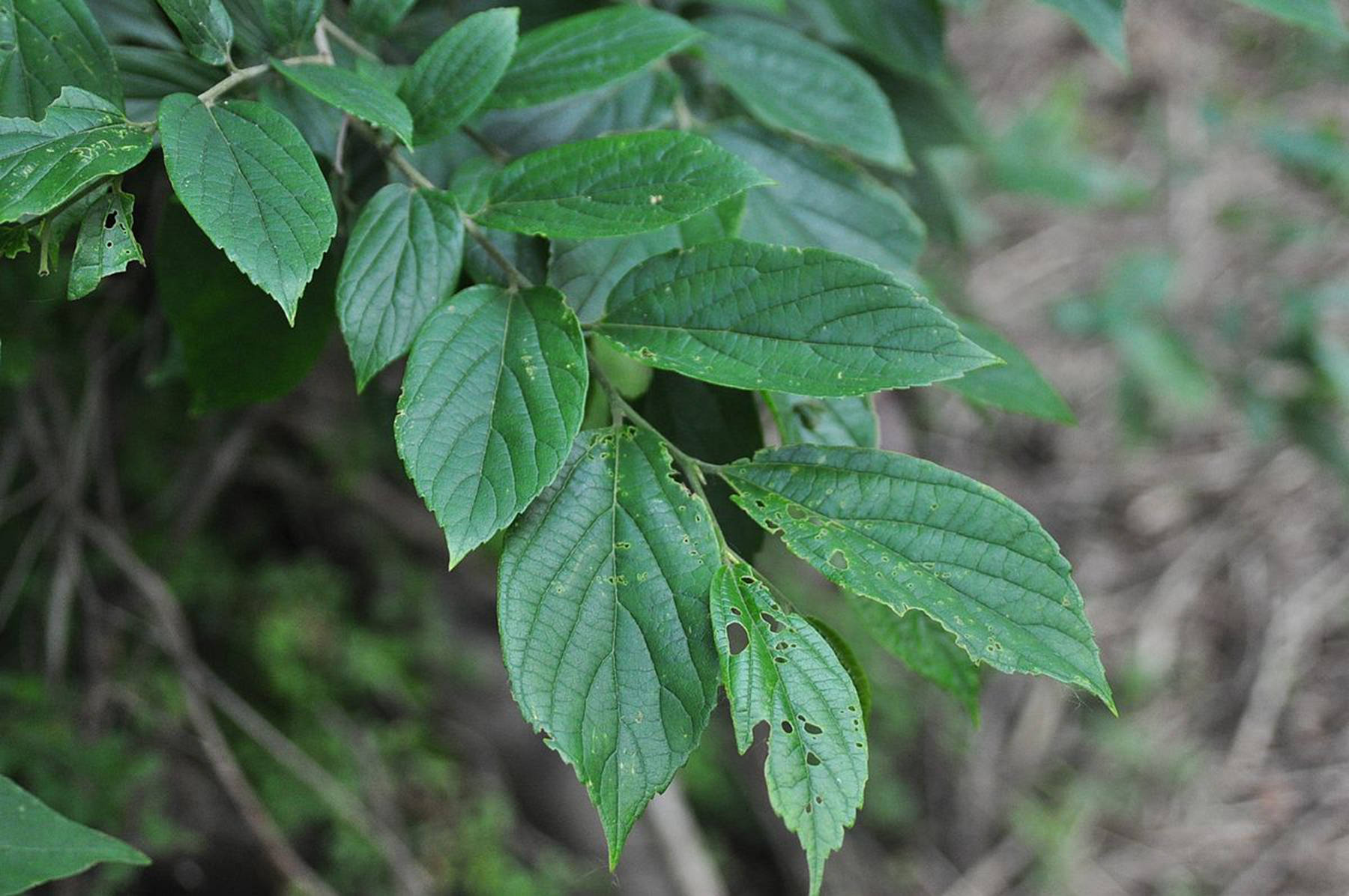 我见到的山东本土植物和园林栽培植物（384）朴树