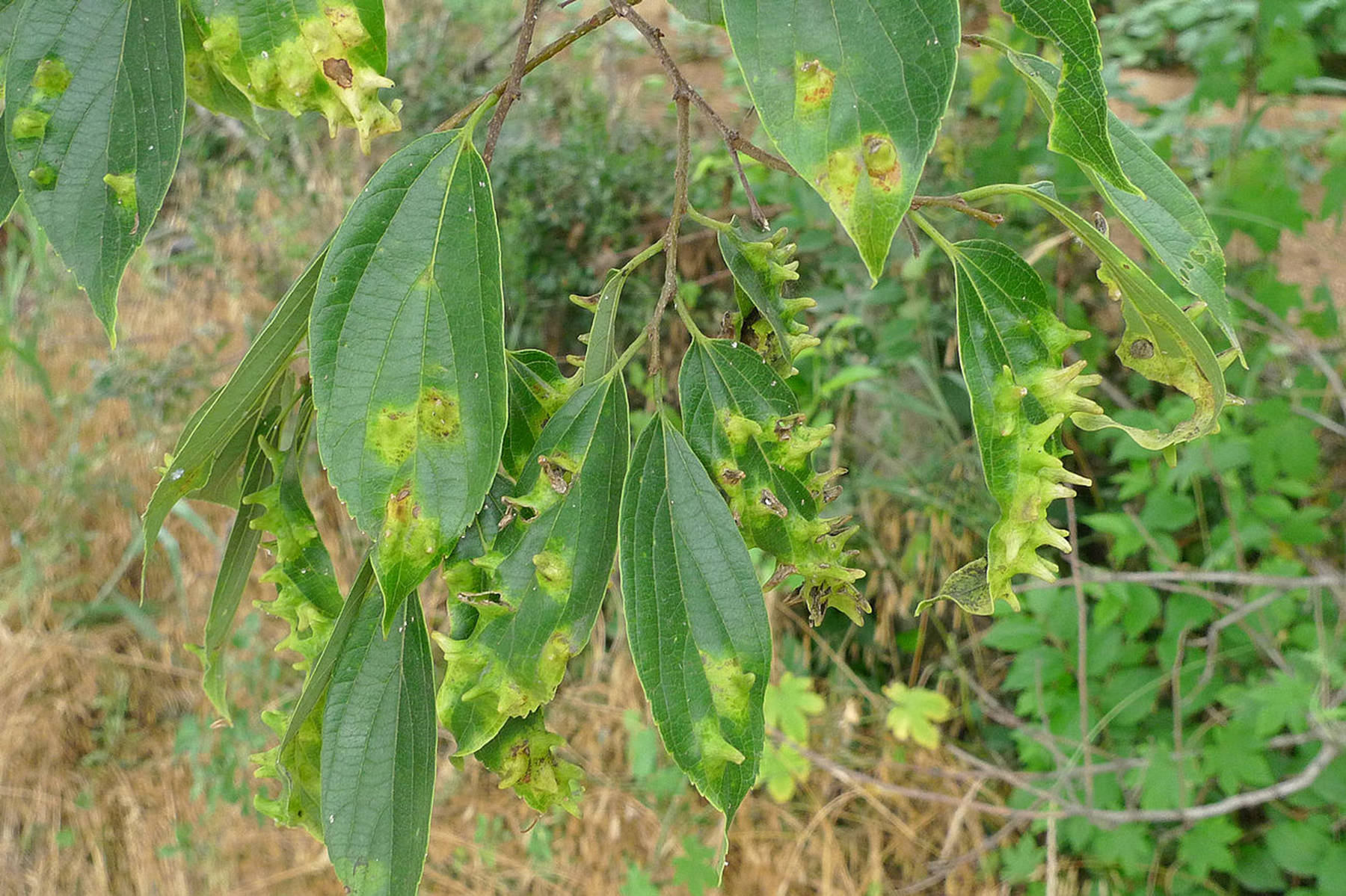 我见到的山东本土植物和园林栽培植物（384）朴树