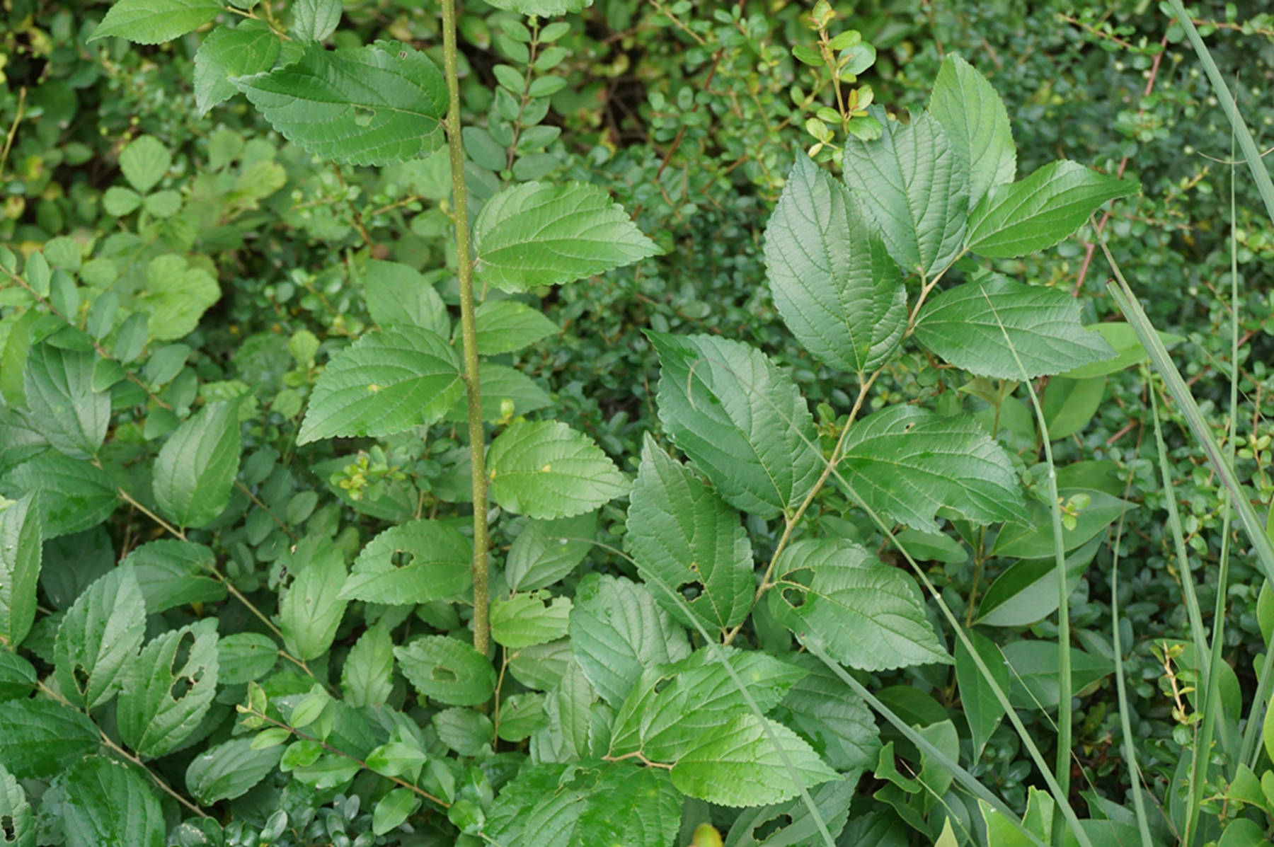 我见到的山东本土植物和园林栽培植物（384）朴树