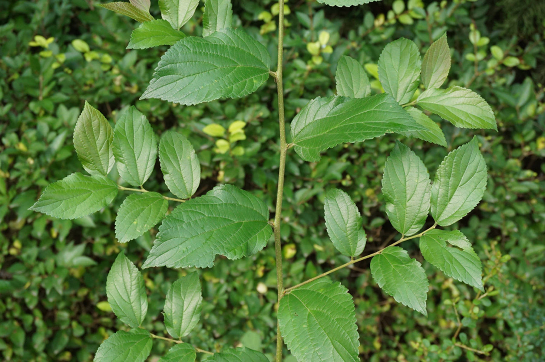 我见到的山东本土植物和园林栽培植物（384）朴树