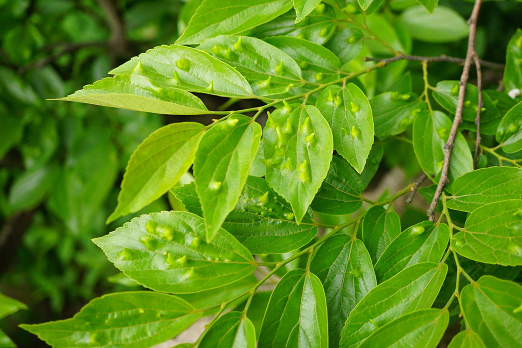 我见到的山东本土植物和园林栽培植物（384）朴树