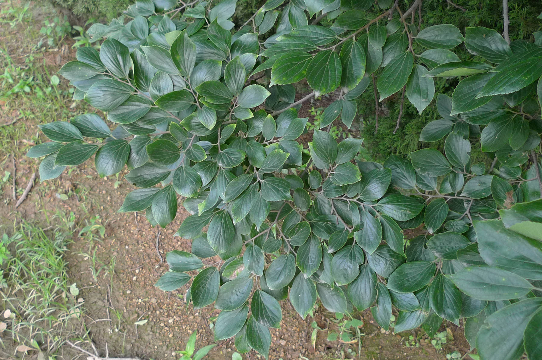 我见到的山东本土植物和园林栽培植物（384）朴树