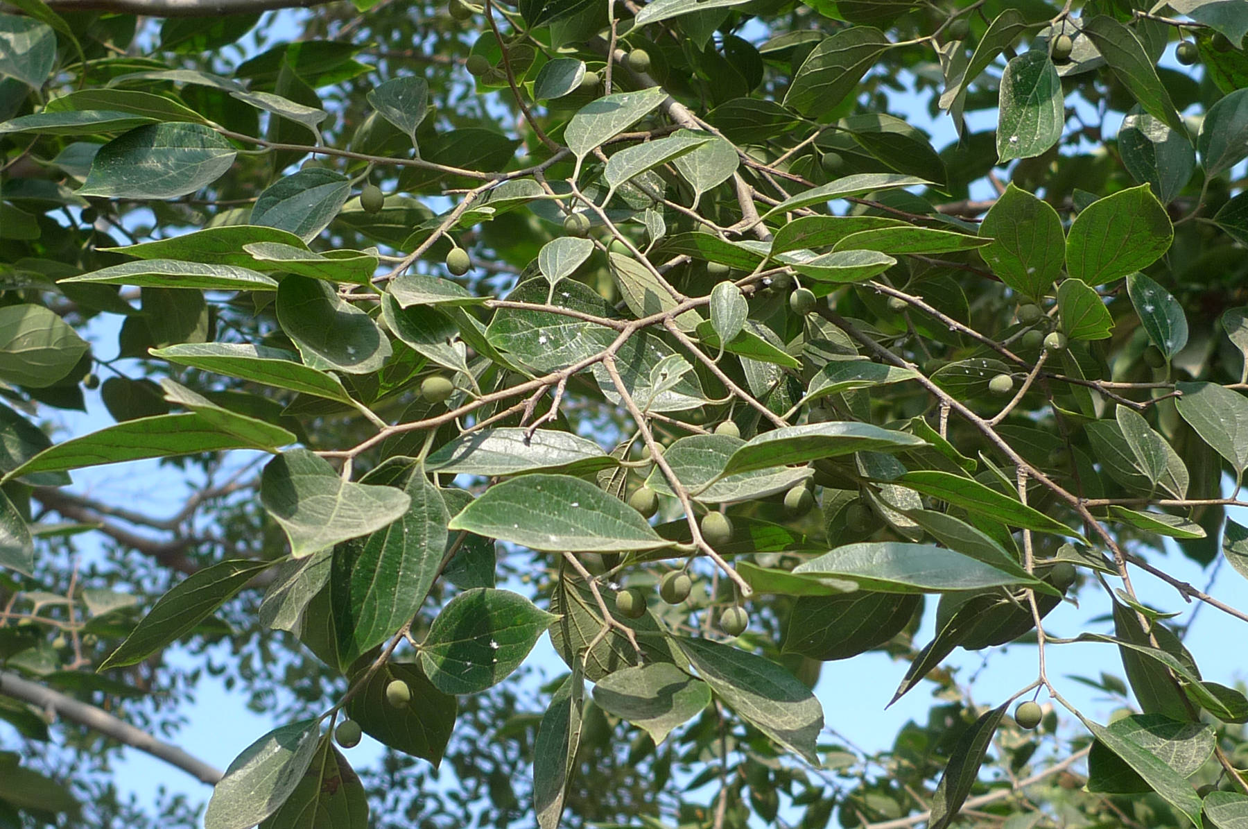 我见到的山东本土植物和园林栽培植物（384）朴树