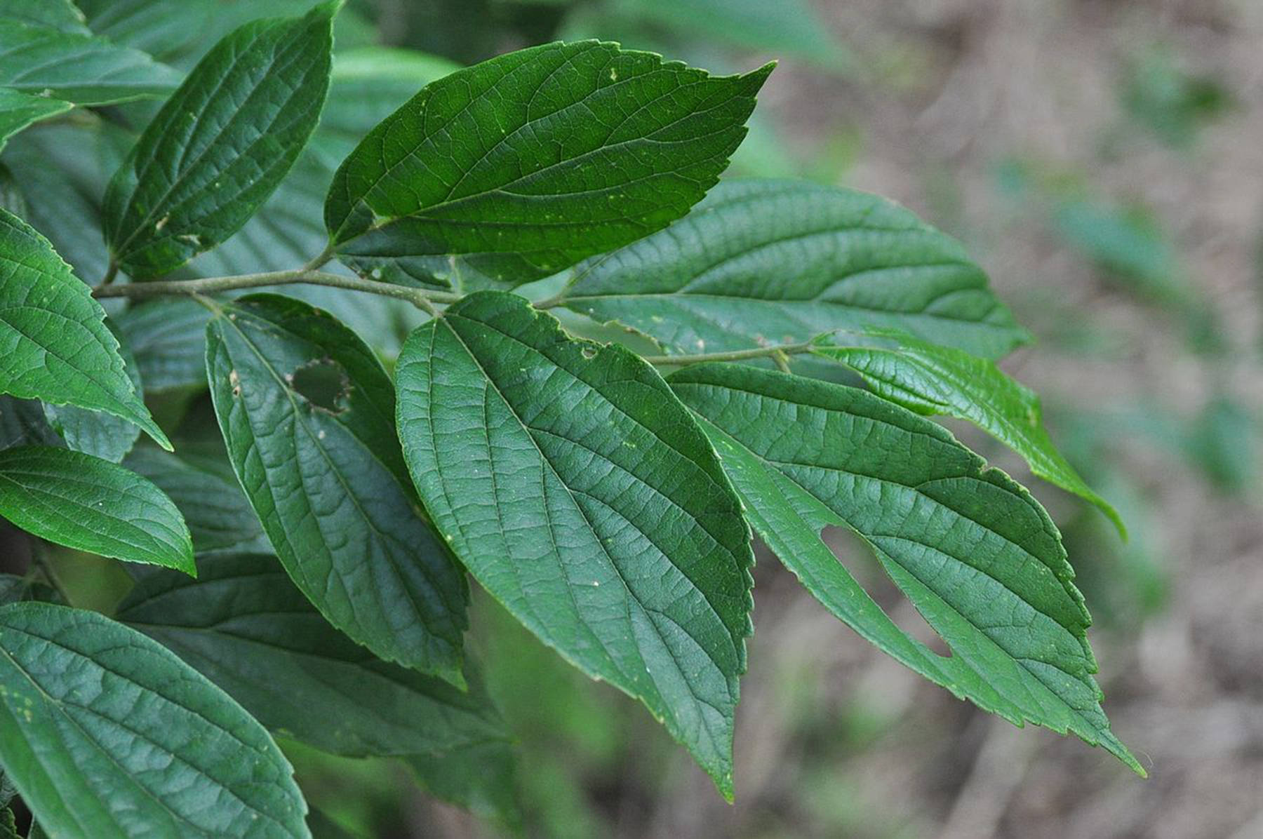 我见到的山东本土植物和园林栽培植物（384）朴树