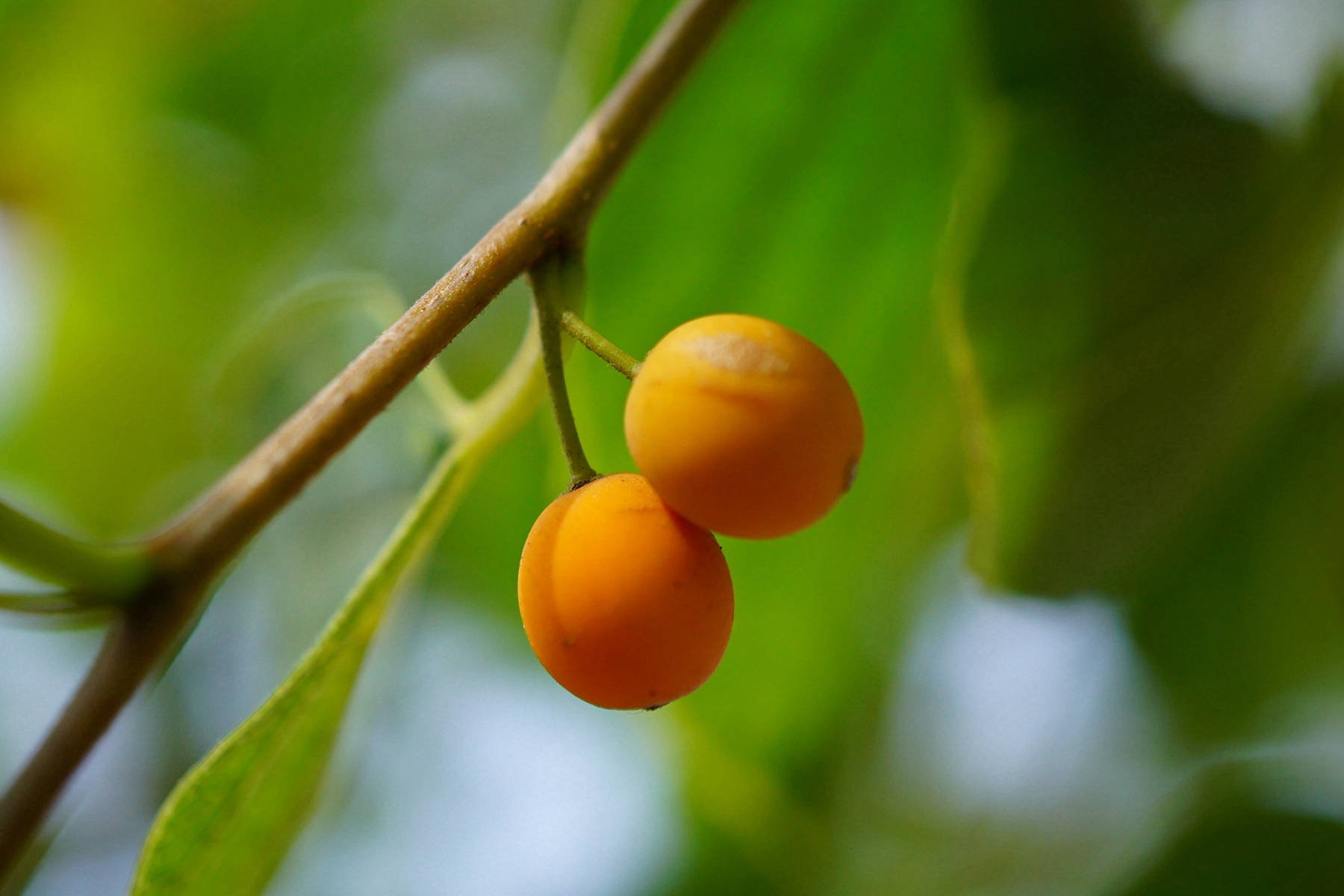 我见到的山东本土植物和园林栽培植物（384）朴树