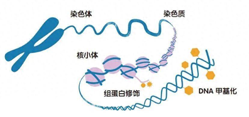 测测你的生物学年龄