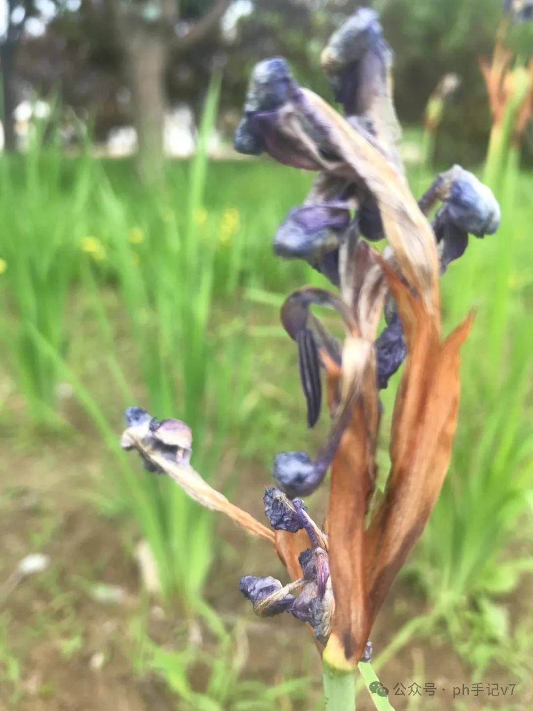 【我的似水流年】：人间五月天之2024年5月（3）