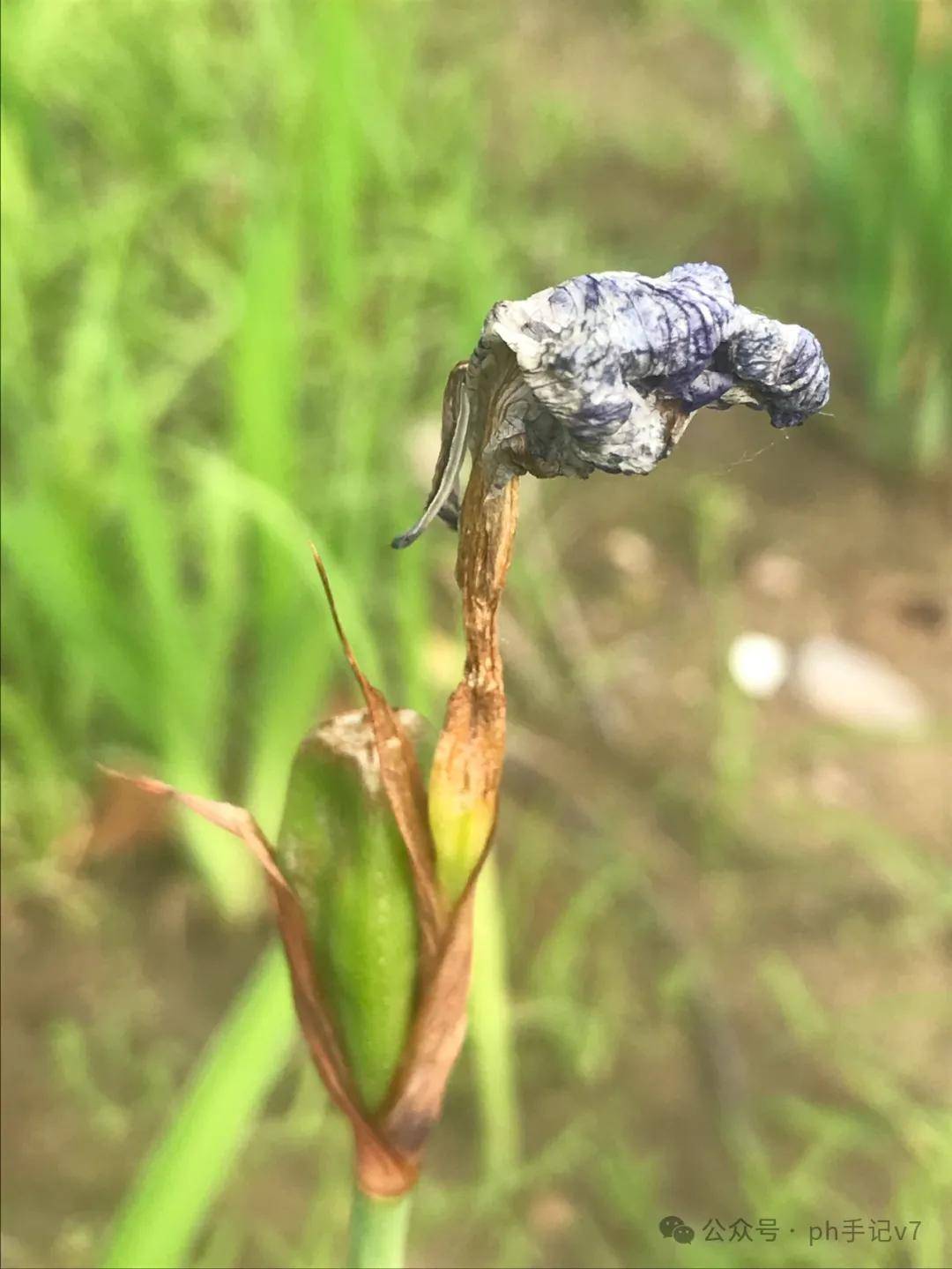 【我的似水流年】：人间五月天之2024年5月（3）