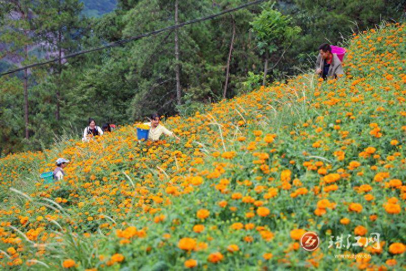 迤车镇：火红万寿菊铺就群众增收“花路”