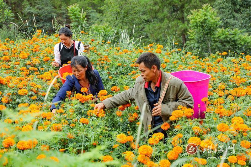 迤车镇：火红万寿菊铺就群众增收“花路”