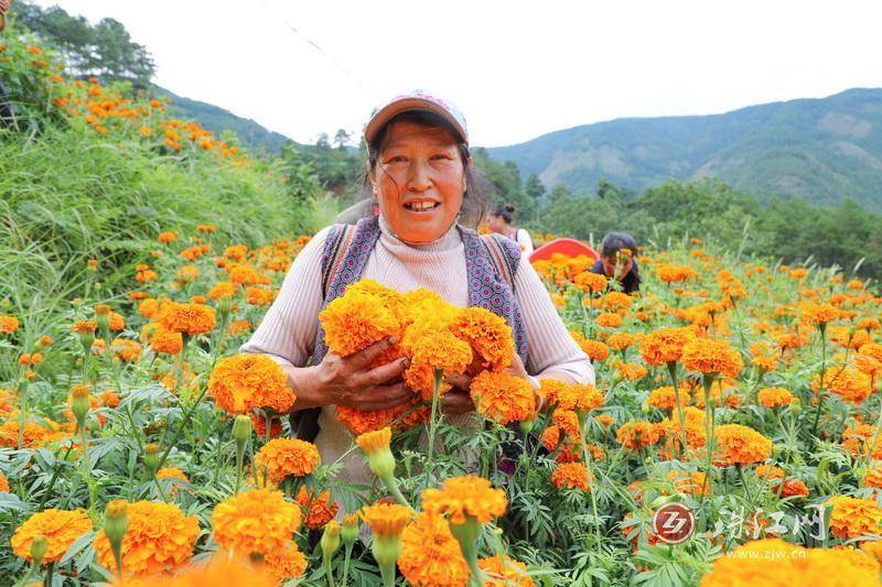 迤车镇：火红万寿菊铺就群众增收“花路”