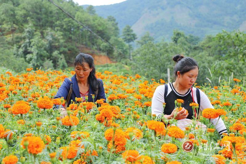 迤车镇：火红万寿菊铺就群众增收“花路”