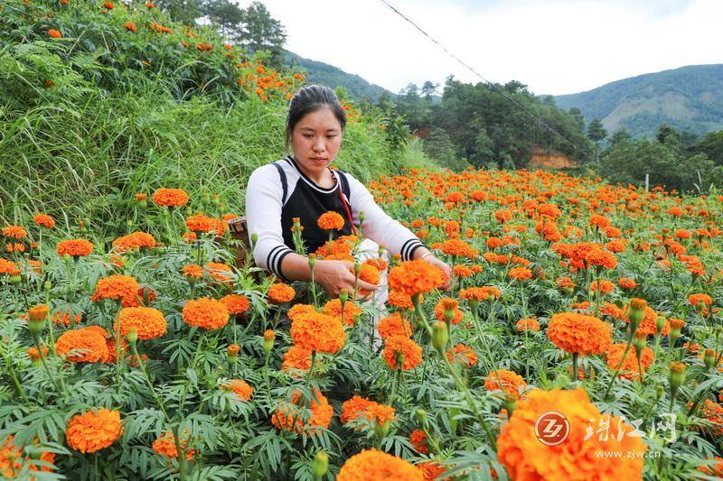 迤车镇：火红万寿菊铺就群众增收“花路”