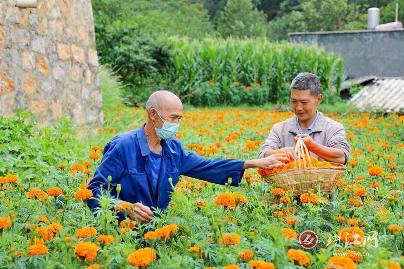 迤车镇：火红万寿菊铺就群众增收“花路”