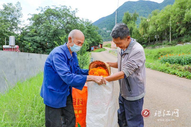 迤车镇：火红万寿菊铺就群众增收“花路”