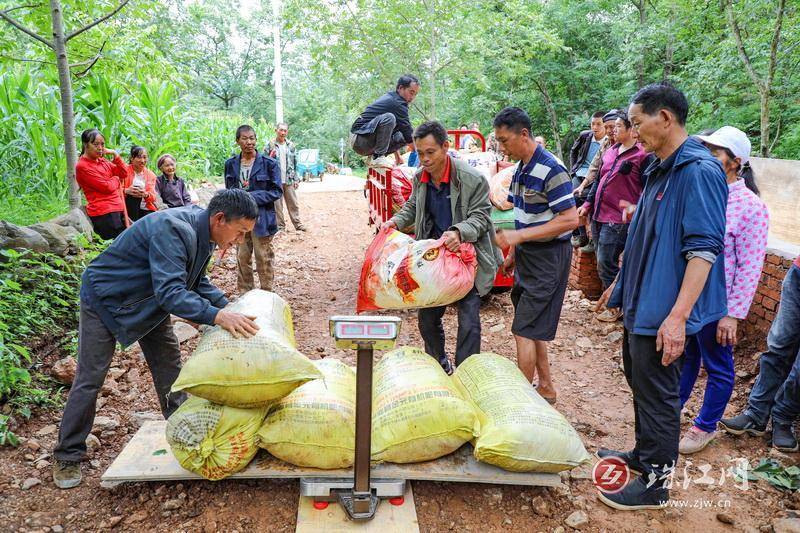 迤车镇：火红万寿菊铺就群众增收“花路”