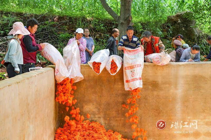 迤车镇：火红万寿菊铺就群众增收“花路”