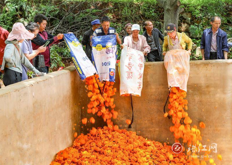 迤车镇：火红万寿菊铺就群众增收“花路”