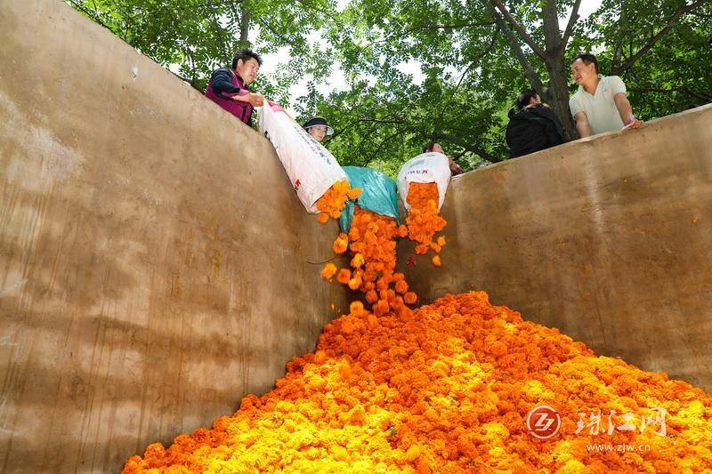 迤车镇：火红万寿菊铺就群众增收“花路”