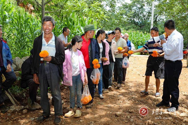 迤车镇：火红万寿菊铺就群众增收“花路”