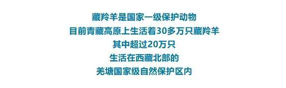 一年仅此一次！藏羚羊产仔盛景，见证生命的绽放时刻